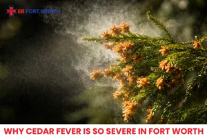 Why Cedar Fever Is So Severe in Fort Worth