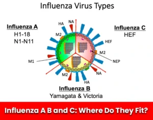 Influenza A B and C Where Do They Fit