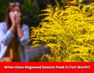 when does ragweed season peak in fort worth