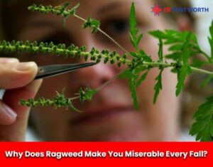 why does ragweed make you miserable every fall